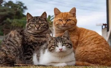猫的读后感30字精选5篇