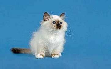 《猫》的心得体会参考5篇