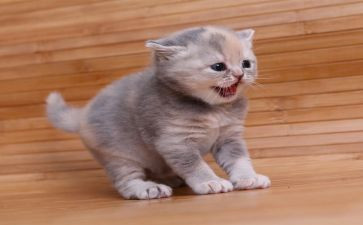 小猫和老鼠小班教案7篇