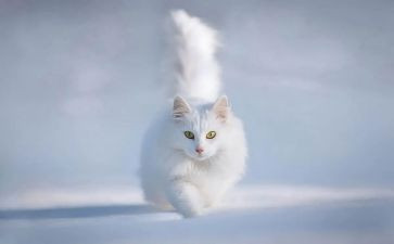 猫与老鼠教案优质7篇