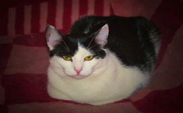 猫音乐教案推荐8篇