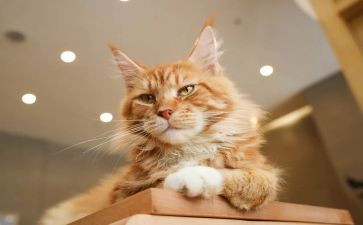 音乐小猫歌教案8篇