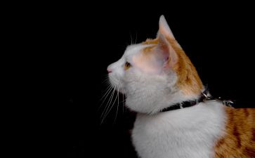 喂流浪猫心得体会6篇
