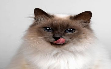 《熊猫》作文8篇