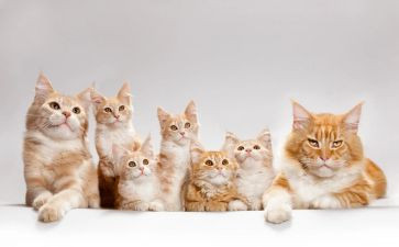 《猫》的心得体会8篇