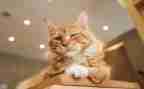 猫的自述作文500字模板7篇