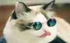 猫抓老鼠作文7篇