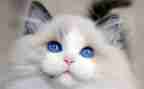 小猫的作文300字5篇