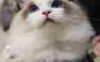 小猫的作文500字5篇