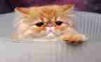 猫与老鼠教案模板7篇