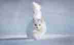 猫与老鼠教案优质7篇