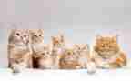 《猫》的心得体会8篇