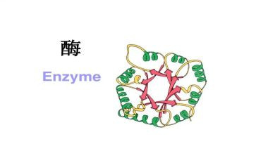 酶的发现的教案8篇