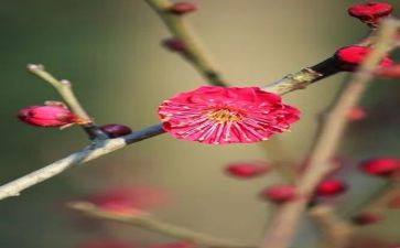 丁立梅读后感5篇