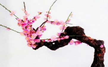 写梅作文600字5篇