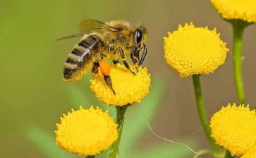 蜜蜂和猫读后感5篇