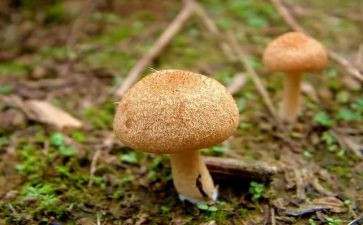 中班蘑菇钉教案6篇