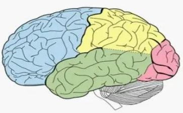 脑的保健教案8篇