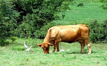 小蜗牛的壳作文8篇