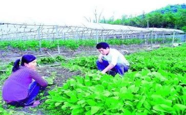 2024年基层农技培训总结8篇