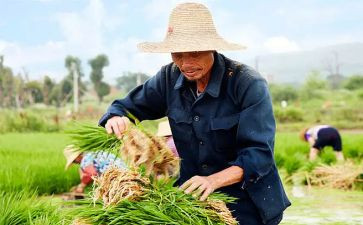 新型农民的心得体会5篇