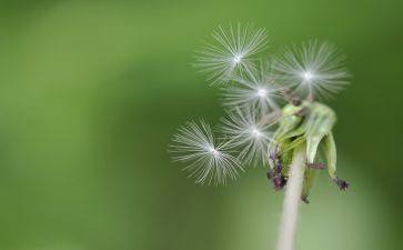 蒲公英读后感7篇