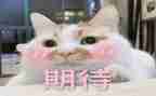 我期待的作文参考6篇