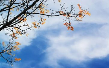 中秋策划活动方案模板8篇