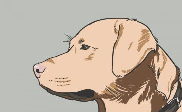 犬只工作调研报告推荐8篇