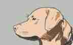 犬只工作调研报告推荐8篇