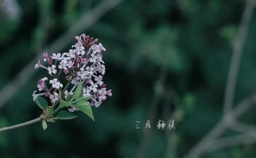 幼儿园三月份月工作计划8篇