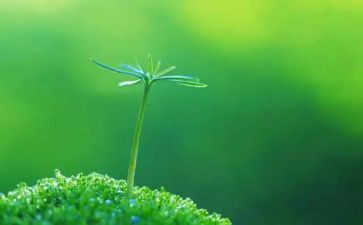 水与生命作文优秀8篇