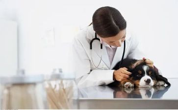 畜牧兽医站个人总结精选6篇