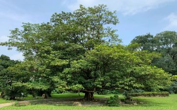 植树节植树活动策划5篇