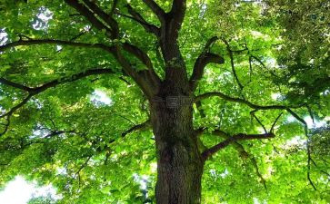 植树主题活动总结模板8篇