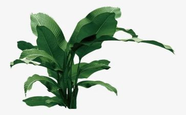 小学植树节作文优质6篇