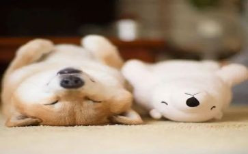睡眠日的活动总结5篇