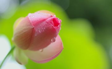 幼儿园小班科学谁来了教案优质8篇