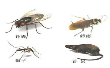 除四害工作年度总结8篇