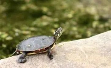 音乐《小乌龟》教案7篇