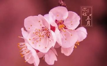 小班五月份工作总结6篇