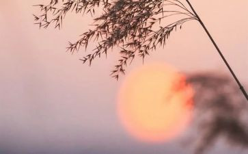 骆驼的祥子的读后感优秀6篇
