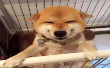 笑猫的日记读后感通用5篇