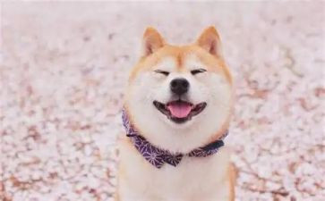 笑对挫折的演讲稿演讲稿优秀8篇