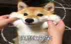 笑对挫折的演讲稿演讲稿参考7篇