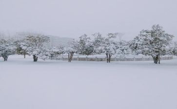 作文下雪了300字7篇