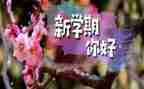 幼儿园中班下学期的个人总结推荐8篇