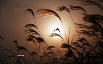 小树叶教案模板5篇