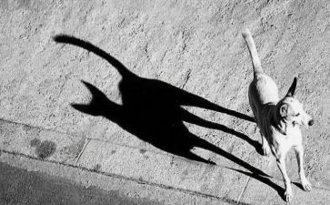 幼儿园光与影子教案优秀7篇