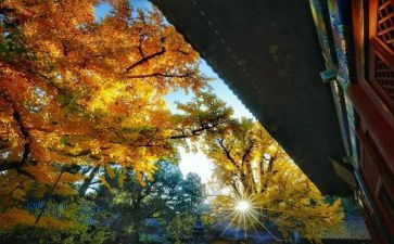 母爱永恒作文5篇